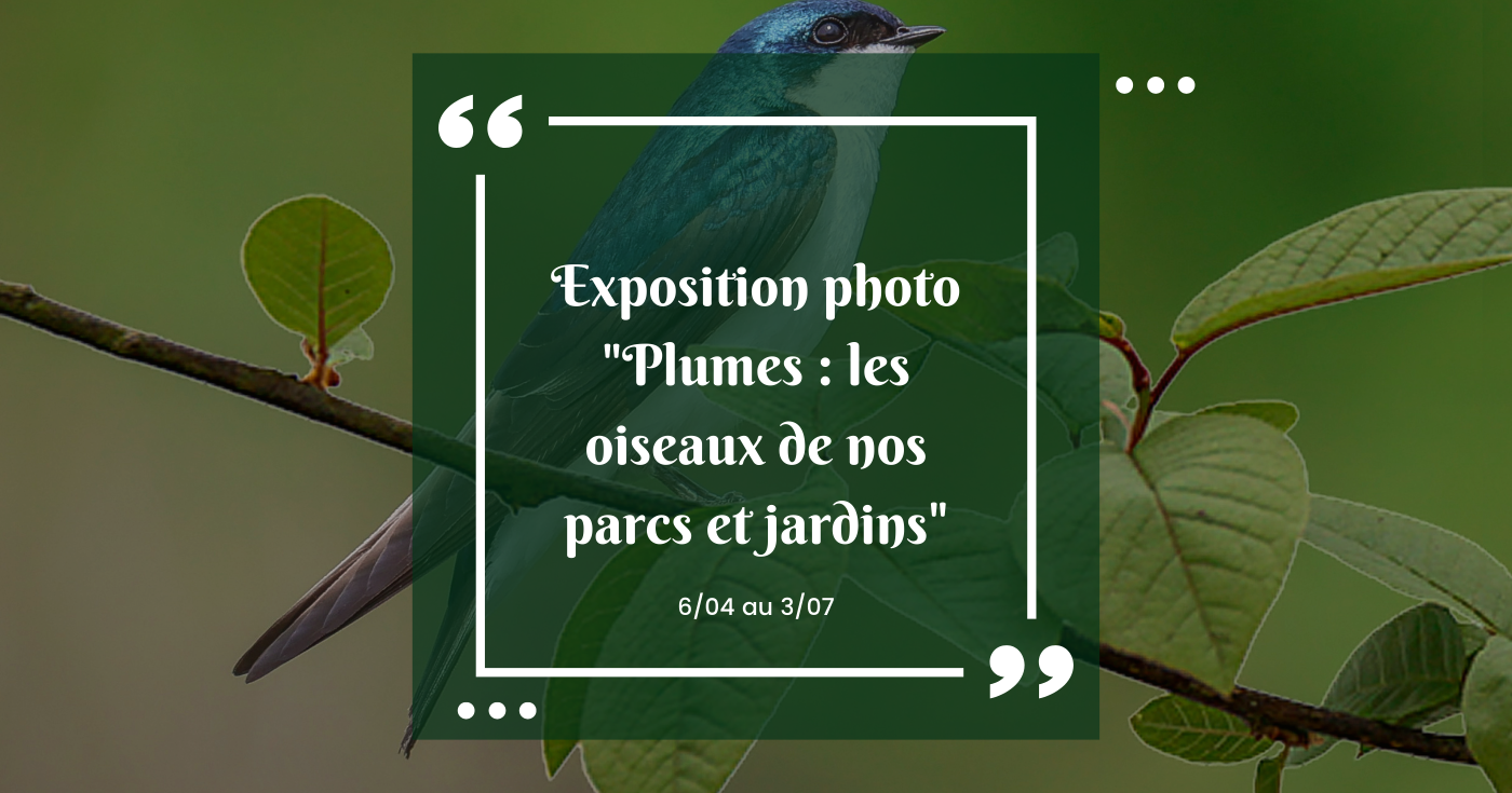 Exposition photos « Plumes »