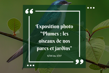 Exposition photos « Plumes »