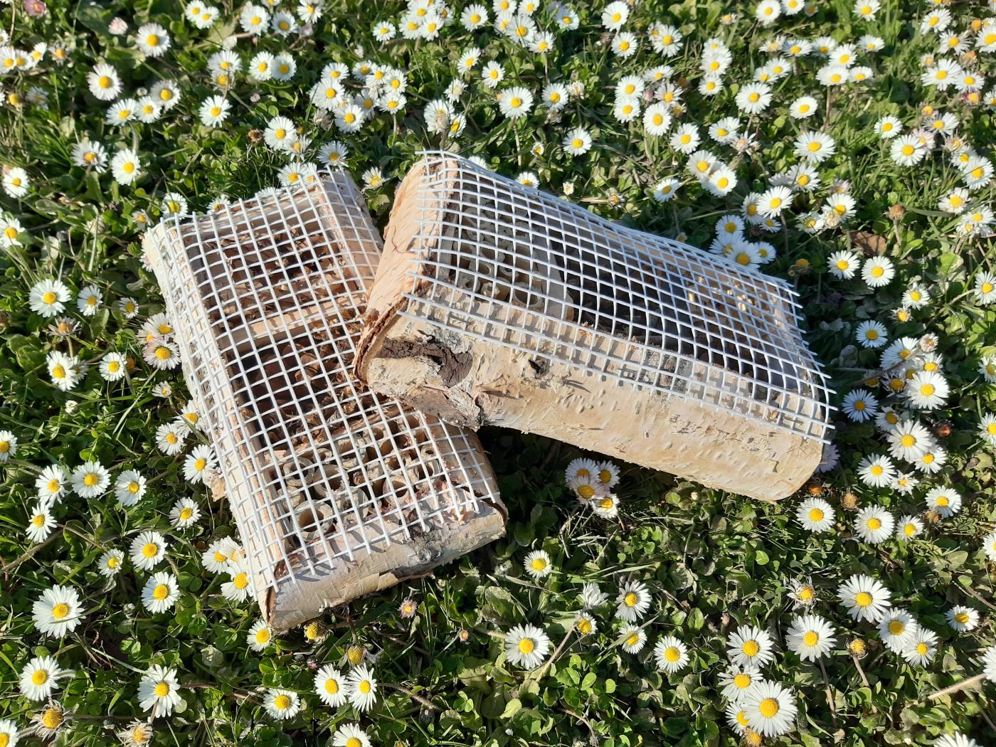 Visite-atelier les petites bêtes du jardin
