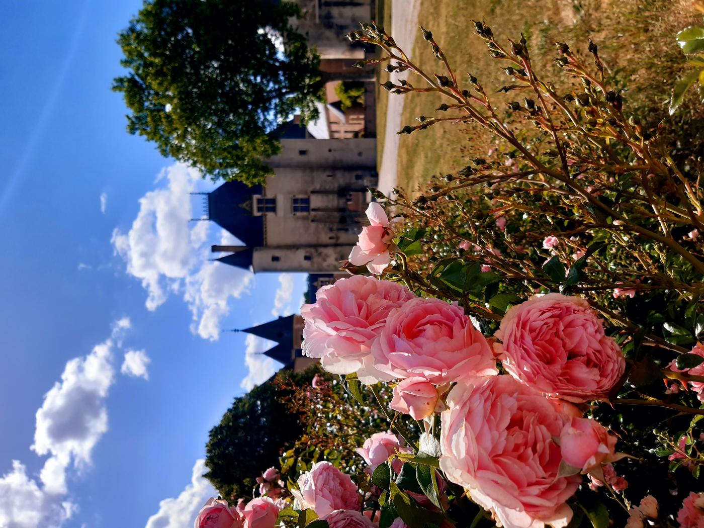 Les rosiers