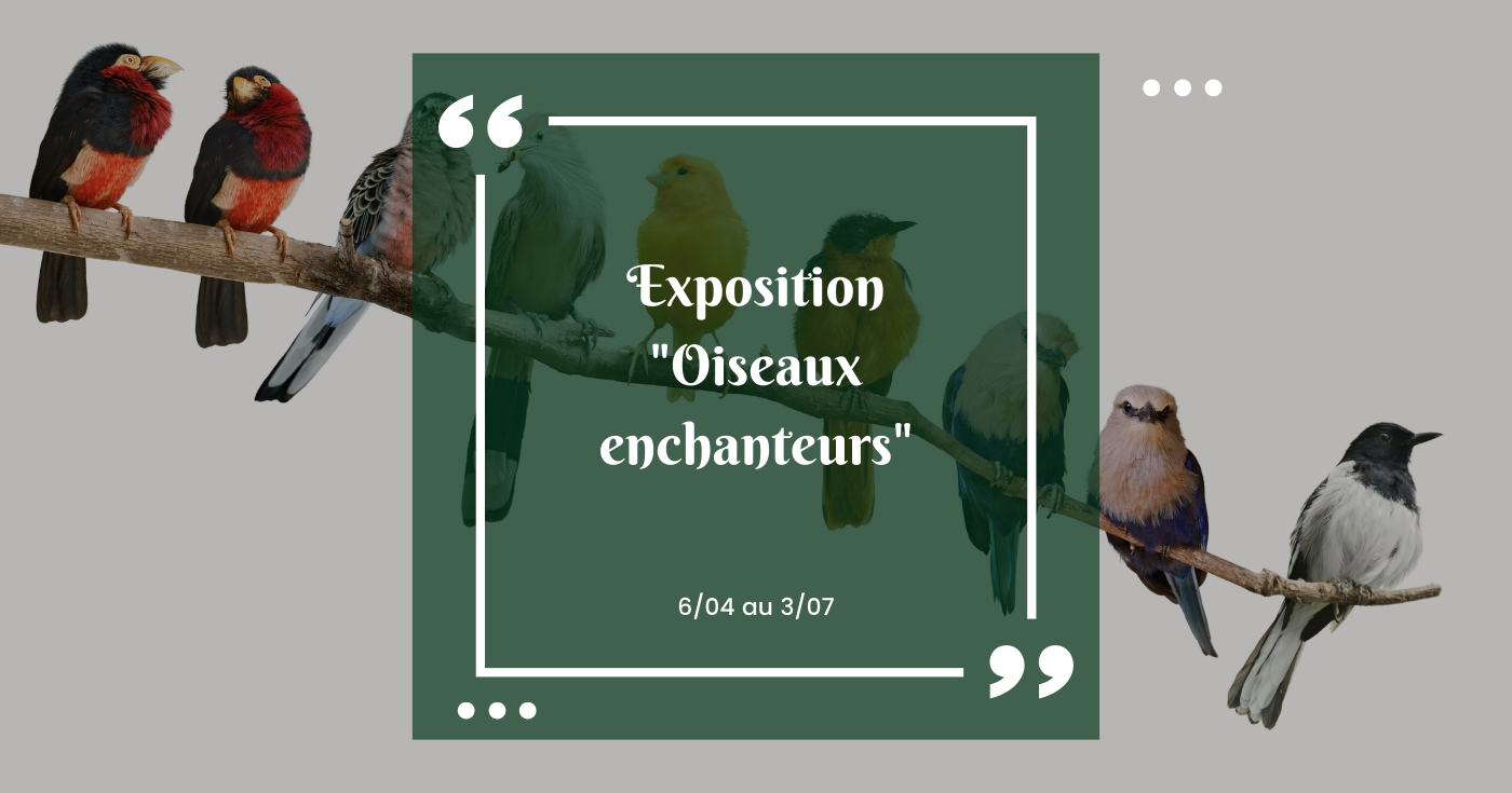 Exposition « Les oiseaux enchanteurs » 